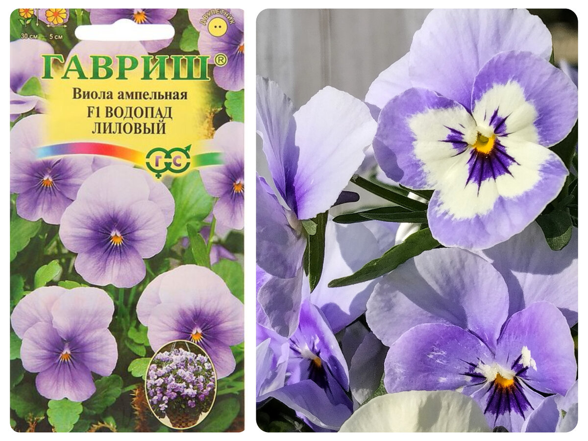 "Лиловый водопад" отличается цветом от изображения на пакетике с семенами