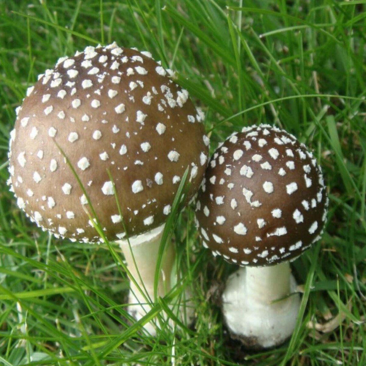 Amanita patouillarii