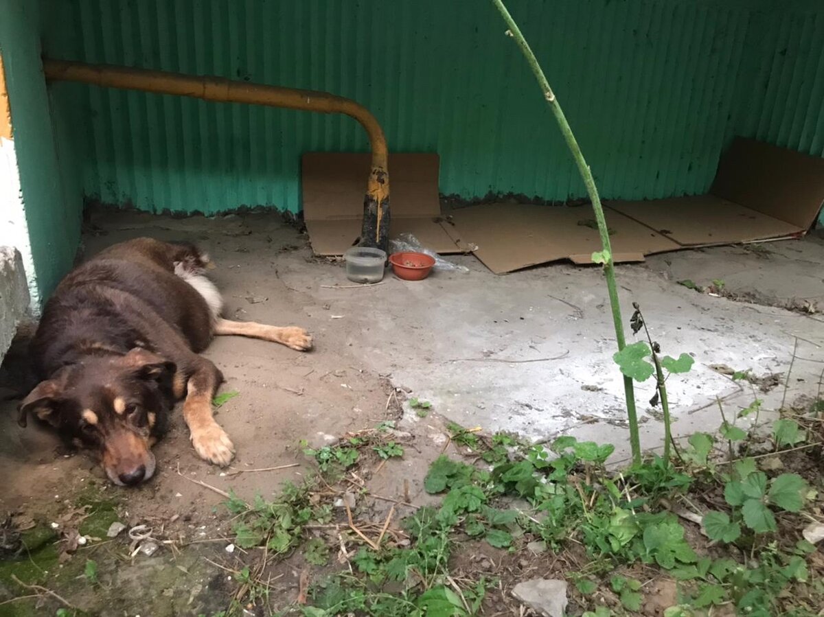 😢 Ральф без лапки заболел раком. Счет пошел на дни... | Приют для  бездомных животных 