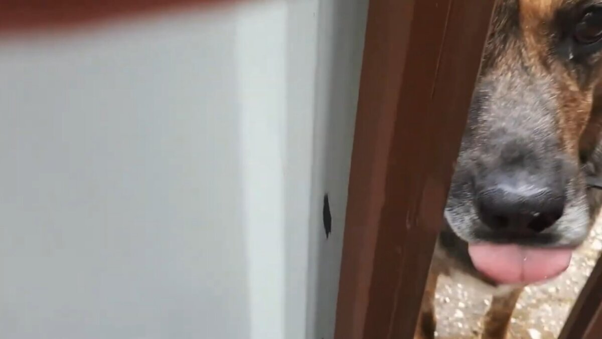 Тигрик стоит под калиткой