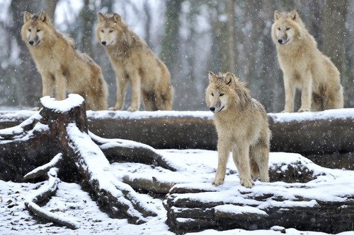 11. Снежная стая😎🐾