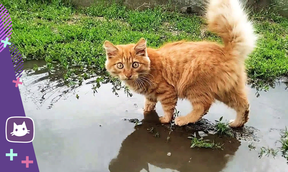 Капли Уролекс для кошек