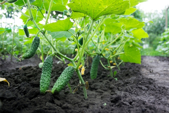 Огурцы в открытом грунте https://www.theenglishgarden.co.uk