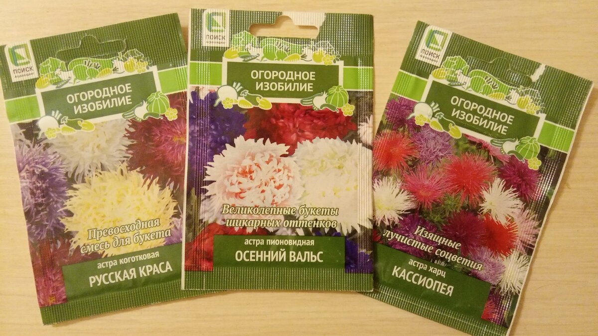 Покупаю к дачному сезону семена цветов. Сегодня это астры и в их числе  новинка - астра китайская | Дача, спорт и котики | Дзен