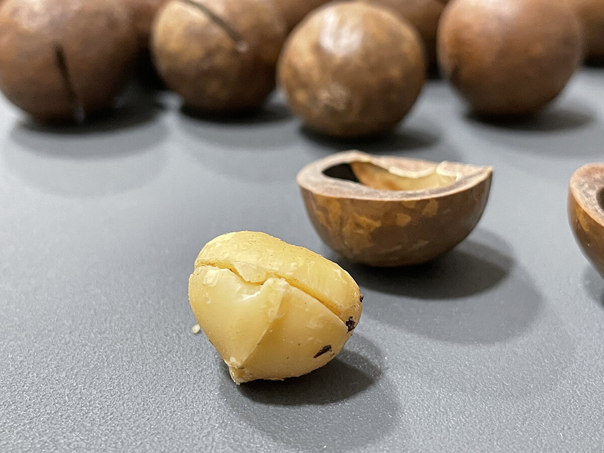 Мадагаскарский орех макадамия. Дорогие орехи макадамия. Макадамия орех Родина. Самый крепкий орех в мире.