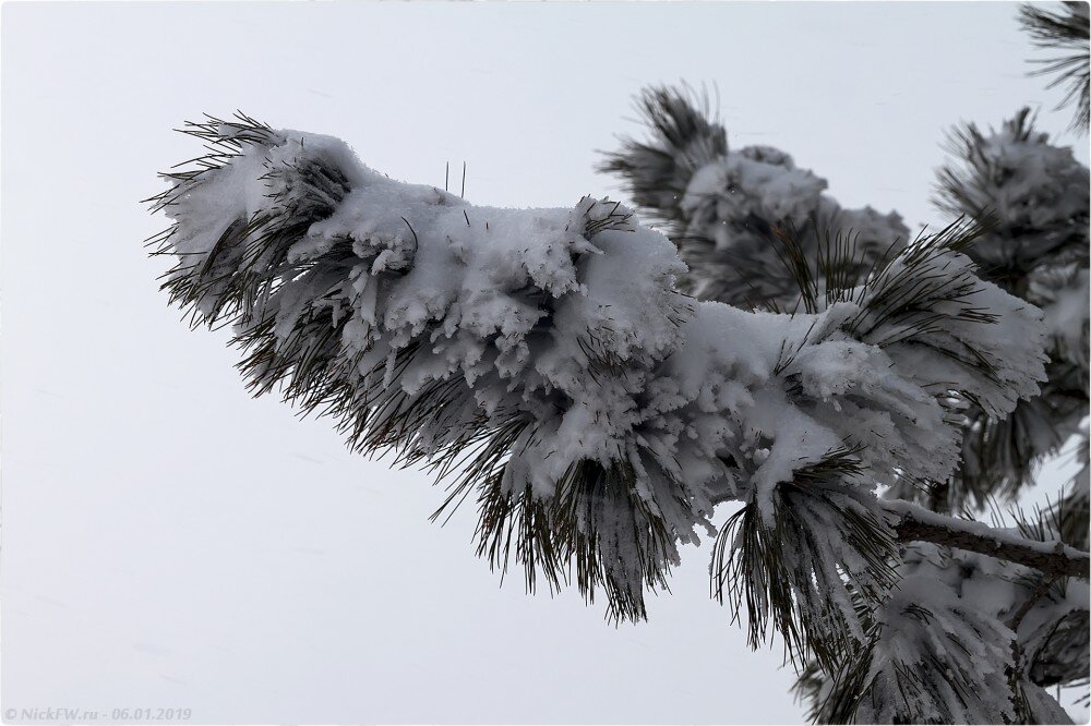  2. Ветка сосны в снегу © NickFW.ru — 06.01.2019г.