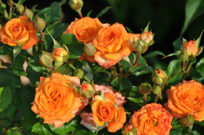 10 фото одних из самых красивых миниатюрных роз