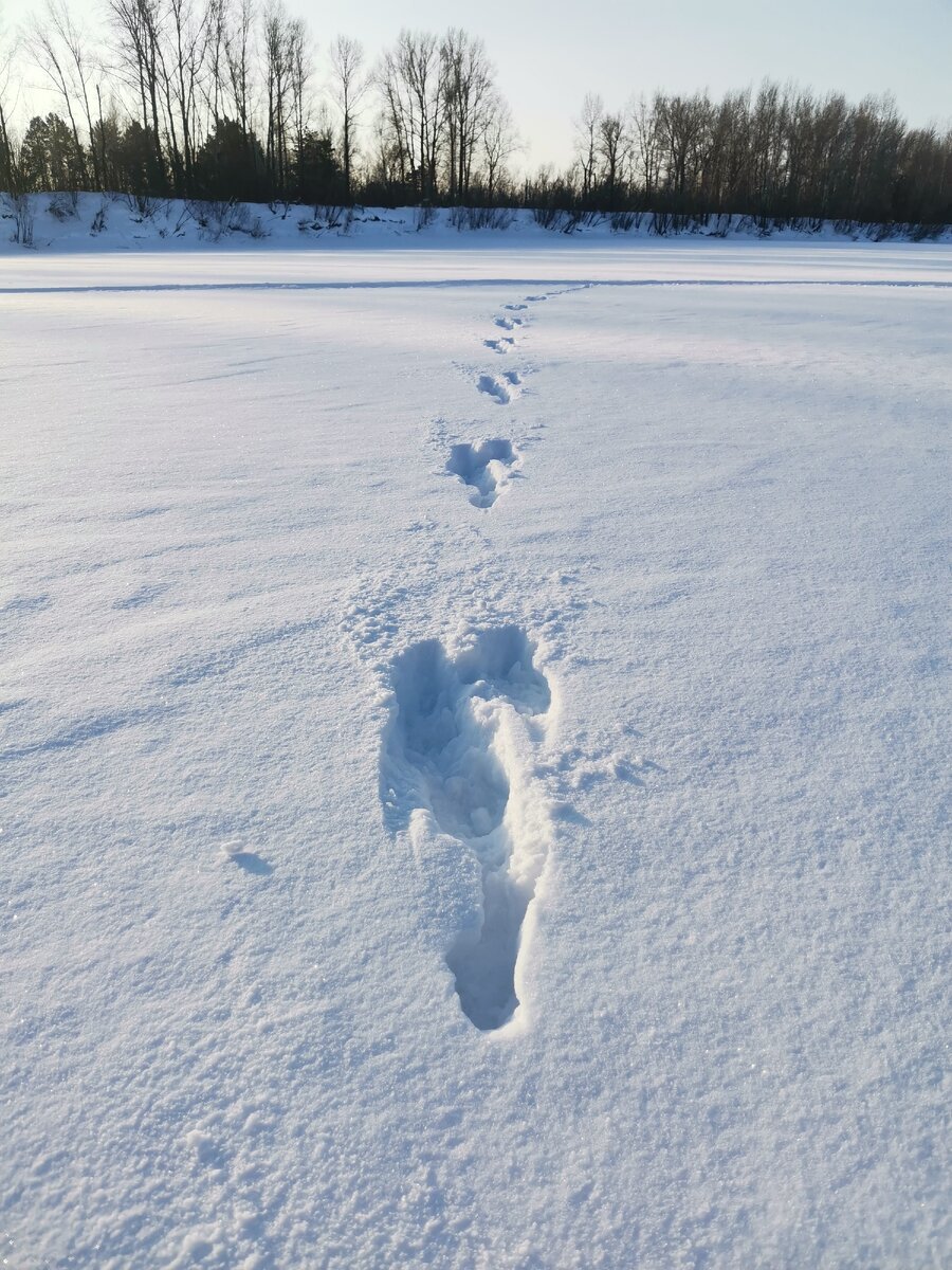 Следы зайца на замёрзшей реке. Крупный был однако!