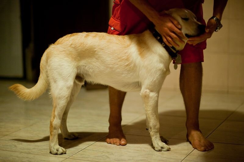 Дисплазия у собак как выглядит Дисплазия: окончание темы Dog People: Собаки и Люди Дзен