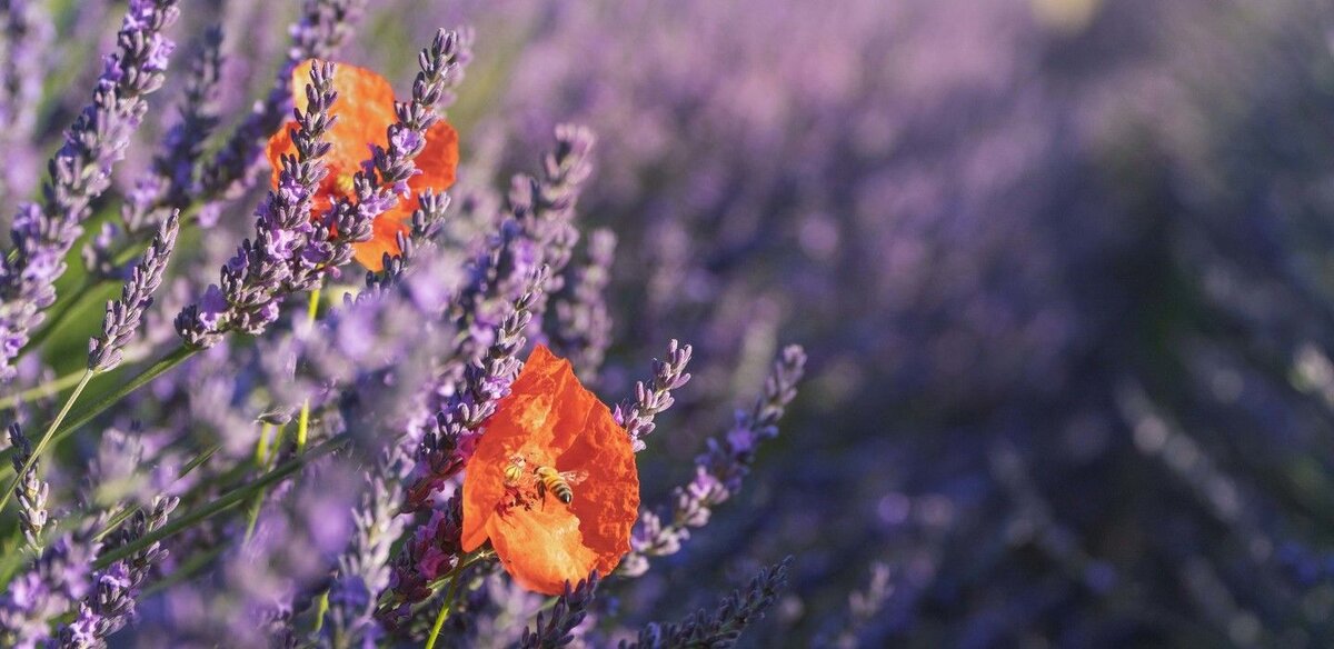 © Thomas Despeyroux/Unsplash