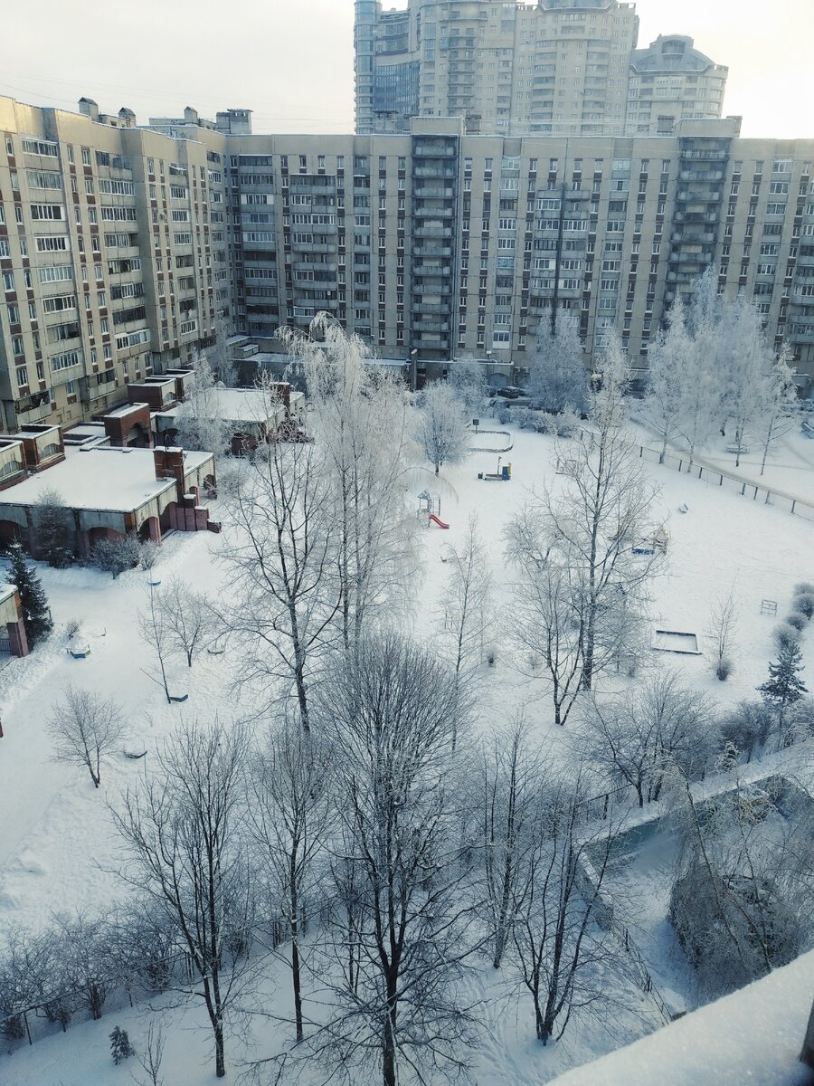 Все деревья в снегу с утра