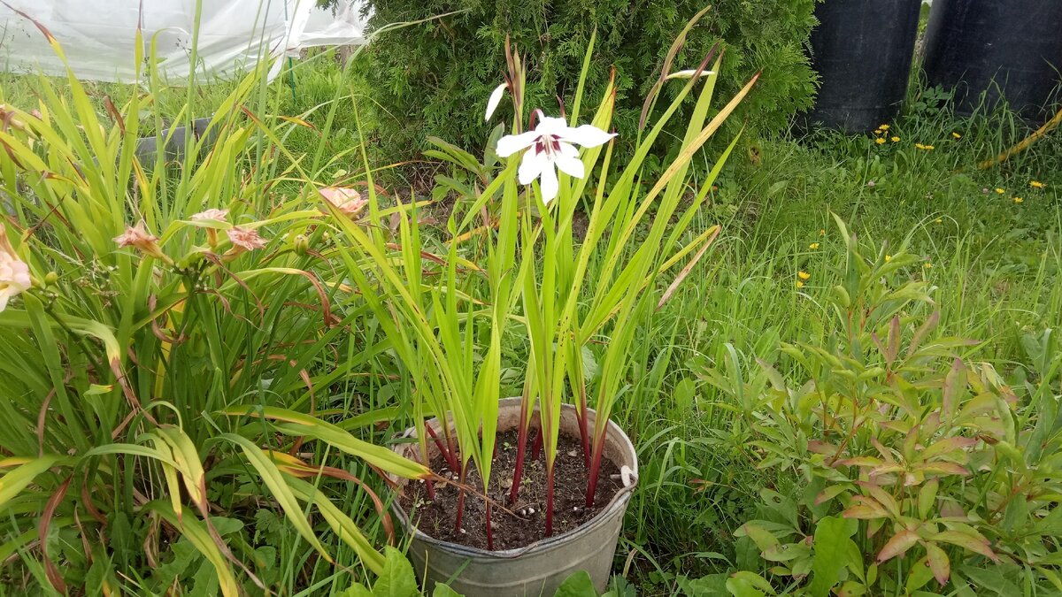 Вот мое страшное ведро с ацидантерой