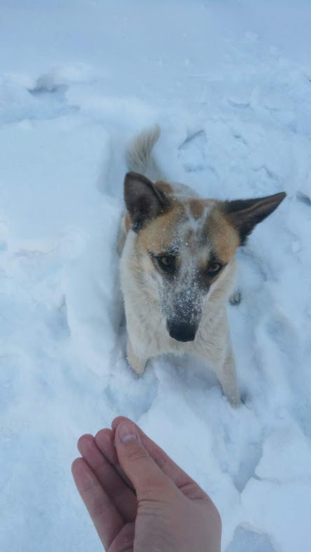 Наша защитница