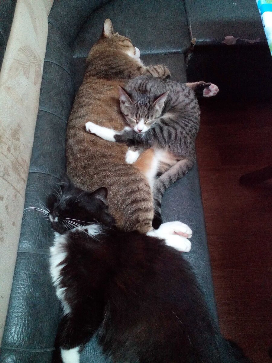 Наша котобанда