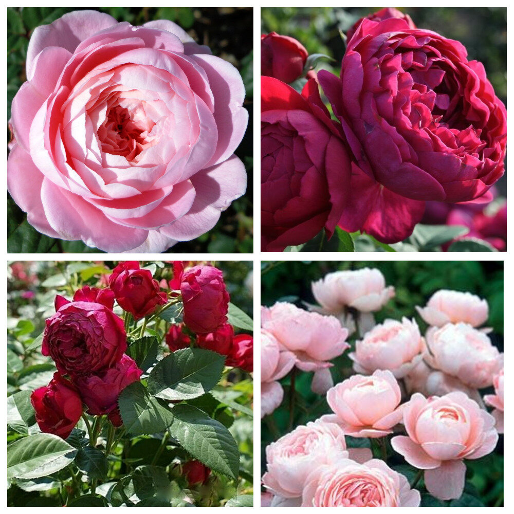 Ascot, Evers, 2007, Чайно-гибридные + Queen of Sweden, Austin, 2004, Английские розы