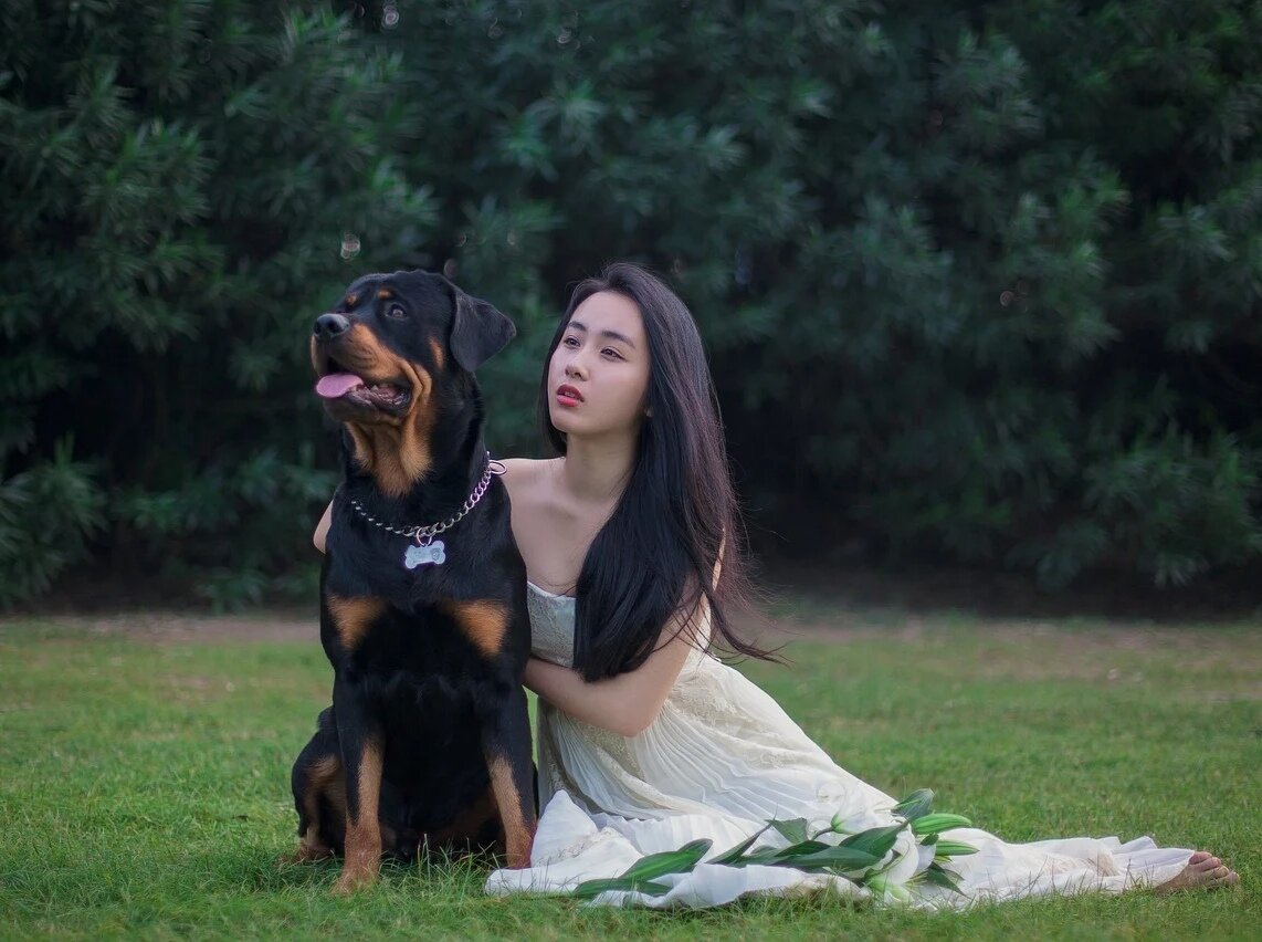 Взрослый ротвеллер❤️