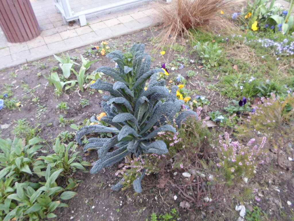 Говорят, что она еще и вкусная.