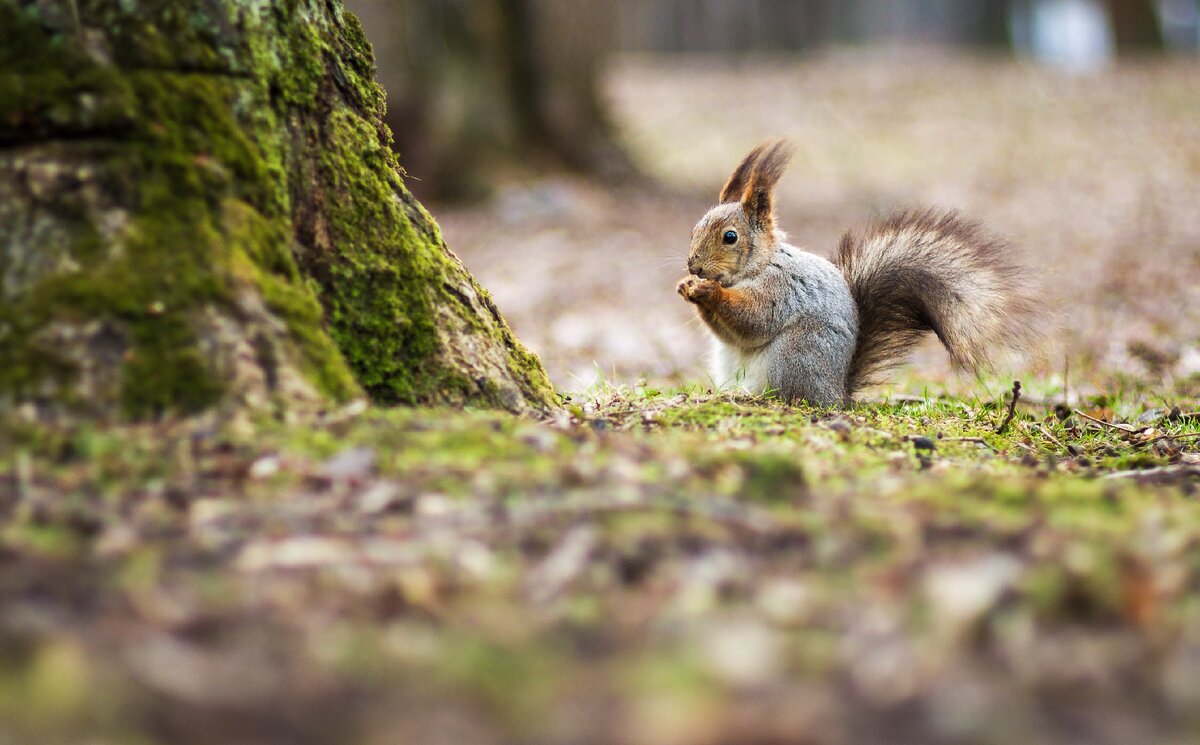 Просто белка в парке. Shutterstock