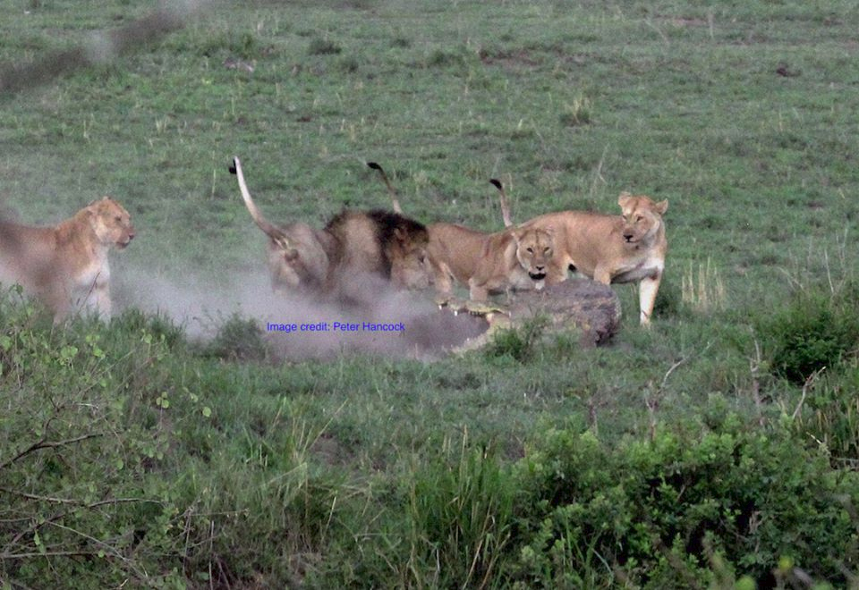 Прайд львов пытается защитить свою добычу, но крокодил не намерен сдаваться. К сожалению, результат этого взаимодействия остается неизвестным.