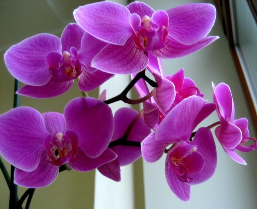 Цитокиновая паста, 2 мл (для размножения орхидей) - Botanic Craft | Цветы и растения в Хабаровске