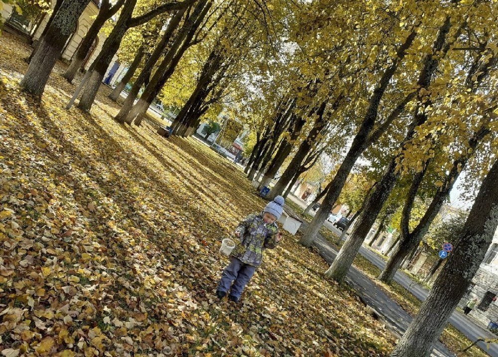 Деревья на проспекте Карла Маркса в Новой Ладоге. Фото из ТГ-канала "Живой город"