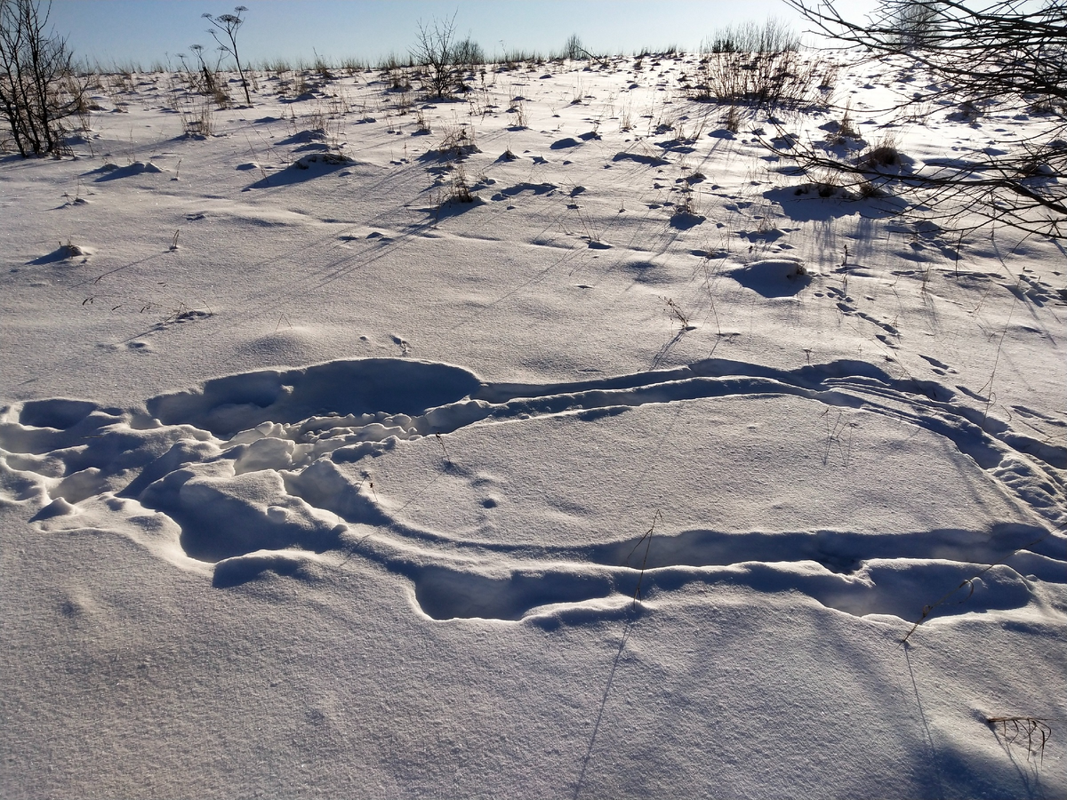 Место , где лежал лосенок