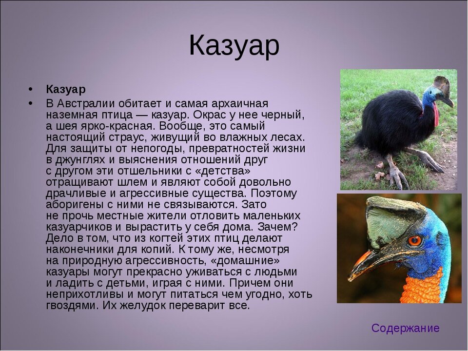 Птицы которые не умеют летать картинки с названиями