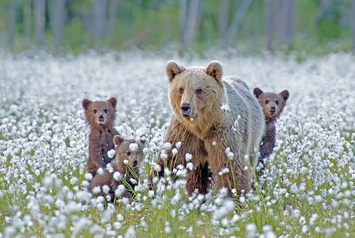 Фото взято с сайта https://kulturologia.ru/blogs/300916/31496/