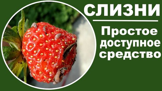 Простейшее средство от слизней