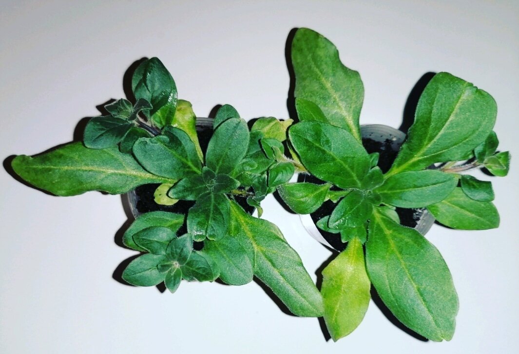 фото личные