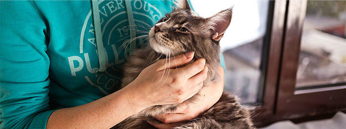 Кот на руках у хозяина