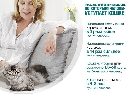 Показатели чувствительности кошки