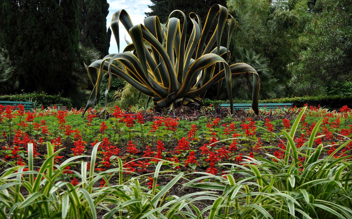 сочинский дендрарий адлер. ботанический сад сочи. сквер фитофантазия сочи. дендрарий сочи. парк дендрарий сочи.