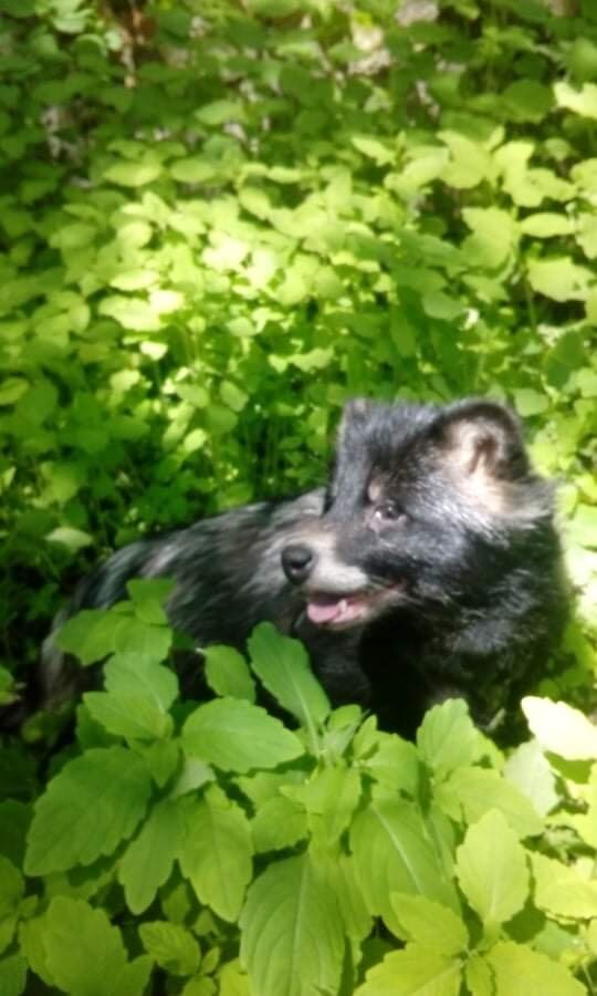 Роксана на прогулке.