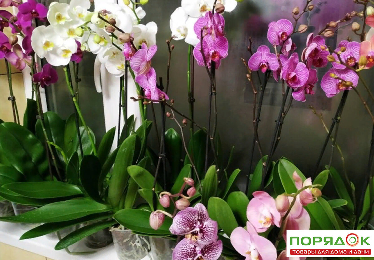 Орхидеи в метро. Реклама выставка продажи орхидей в СПБ. Метро Орхидея цена. Подарили орхидею в горшке