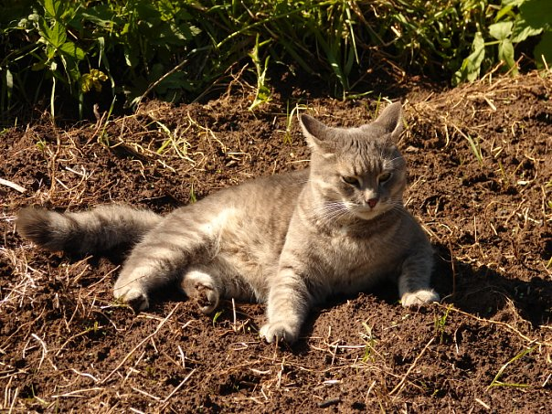 Это наш первый семейный (моей семьи, с мужем и дочерью) кот - Васька Буслаев, Буська. Яшка был очень похож на него, только еще мощнее, еще брутальнее...