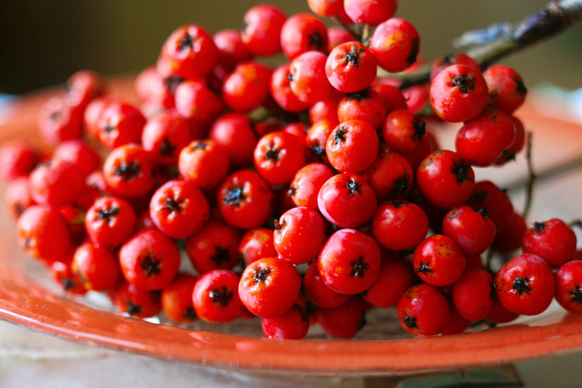 Чем полезна рябина красная для организма человека. Бузина и черноплодная рябина. Рябиновый отвар. Сок рябины польза. Калина морс.