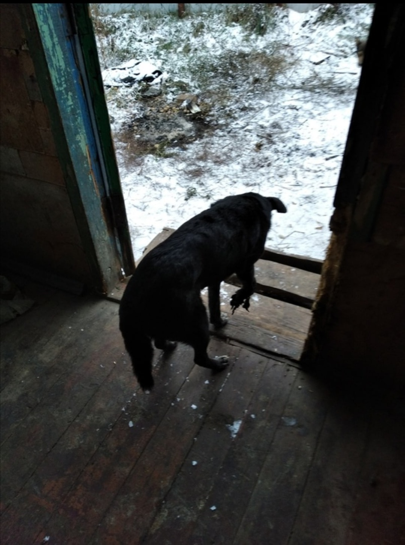 Вот таким волонтеры нашли Грызлика. Фото из архива "Право Жить" здесь и далее.