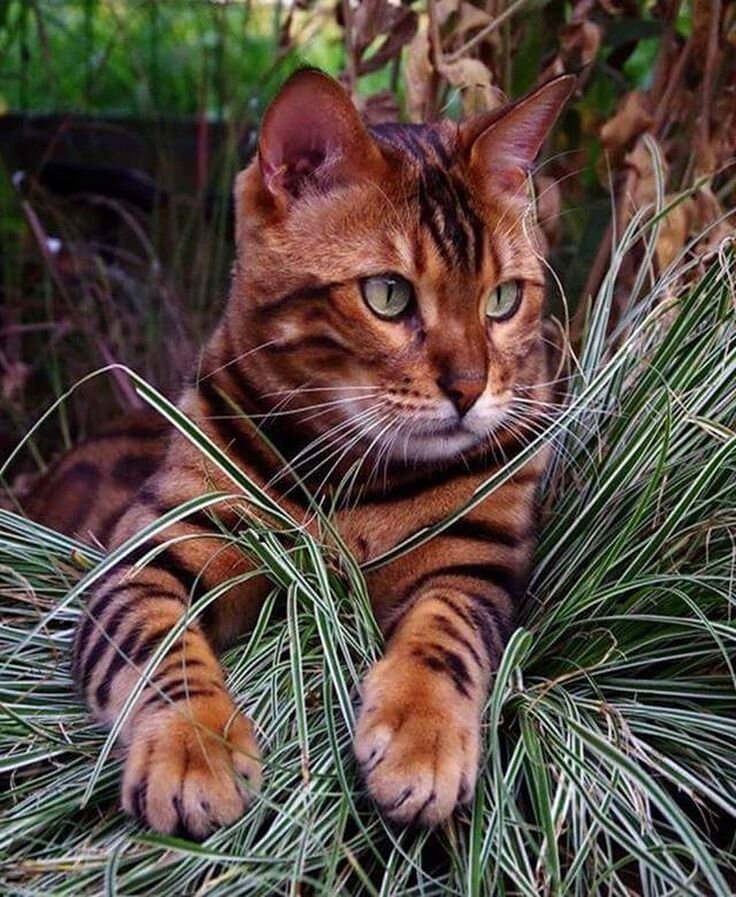 Изображение взято с Pinterest
