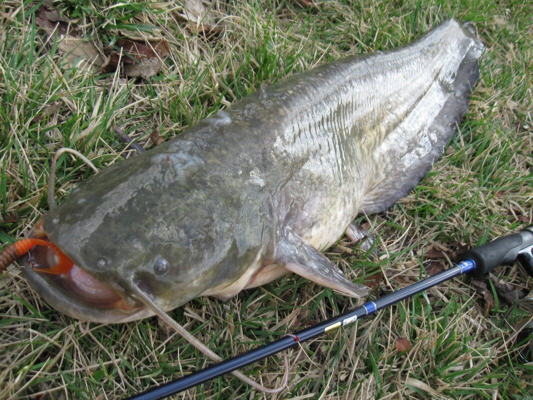 фото взято из Яндекс картинки