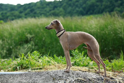 Итальянская левретка