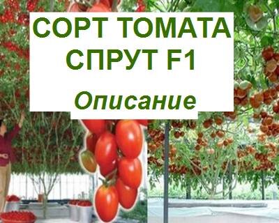томат спрут F1, описание сорта