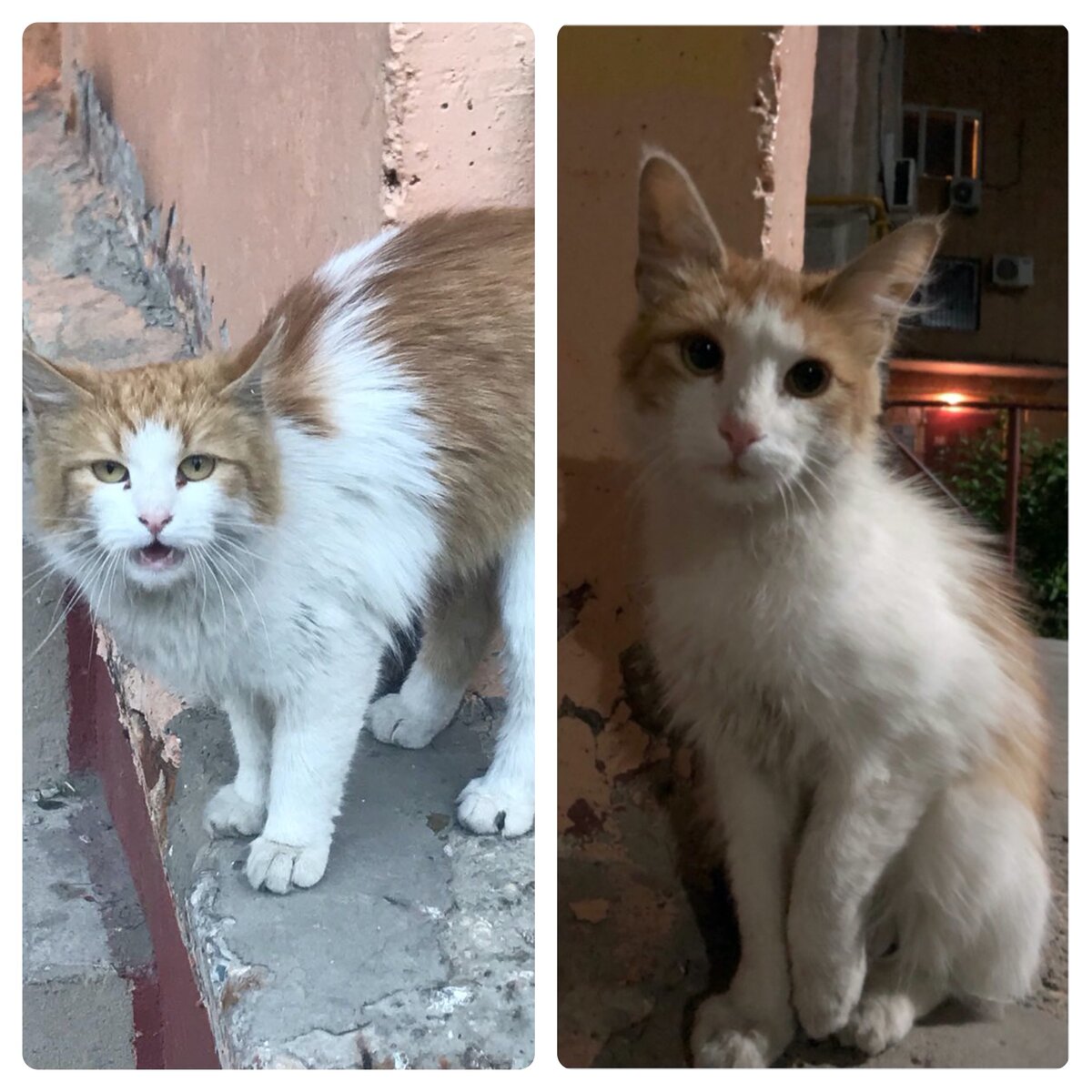 Так выглядели котики, когда жили на улице.