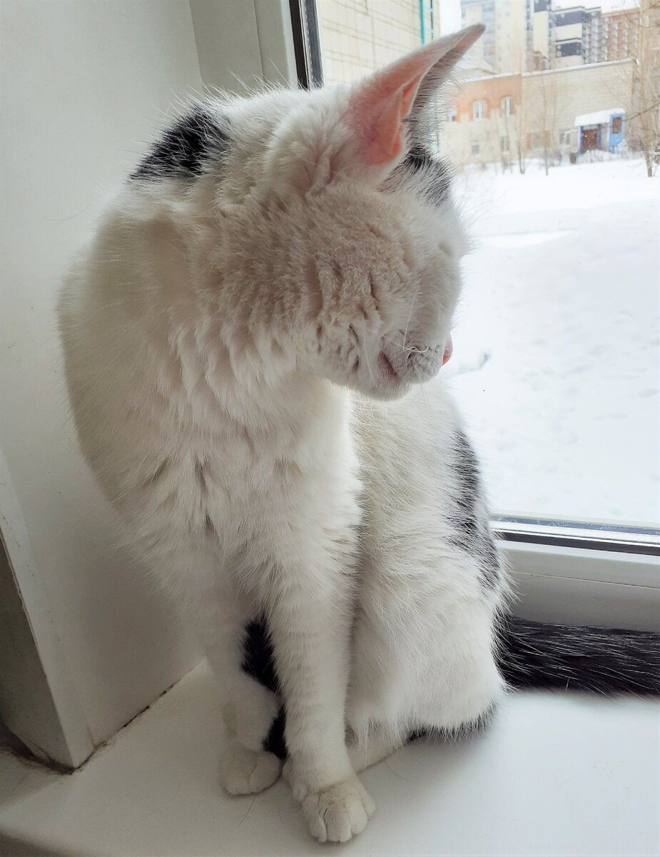 Синги. "Откуда такие вопросы?!!!"