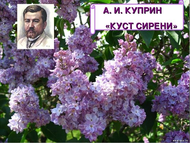 Любимое произведение А.И.Куприна "Куст сирени" .  Правообладатель: "Инфоурок"