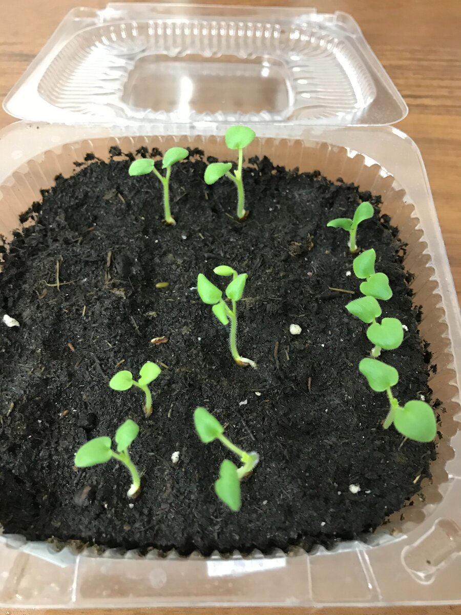 слева направо Орбит, Ярка и Йитка 17 февраля