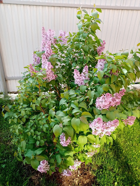 Сирень зацвела на 3 год