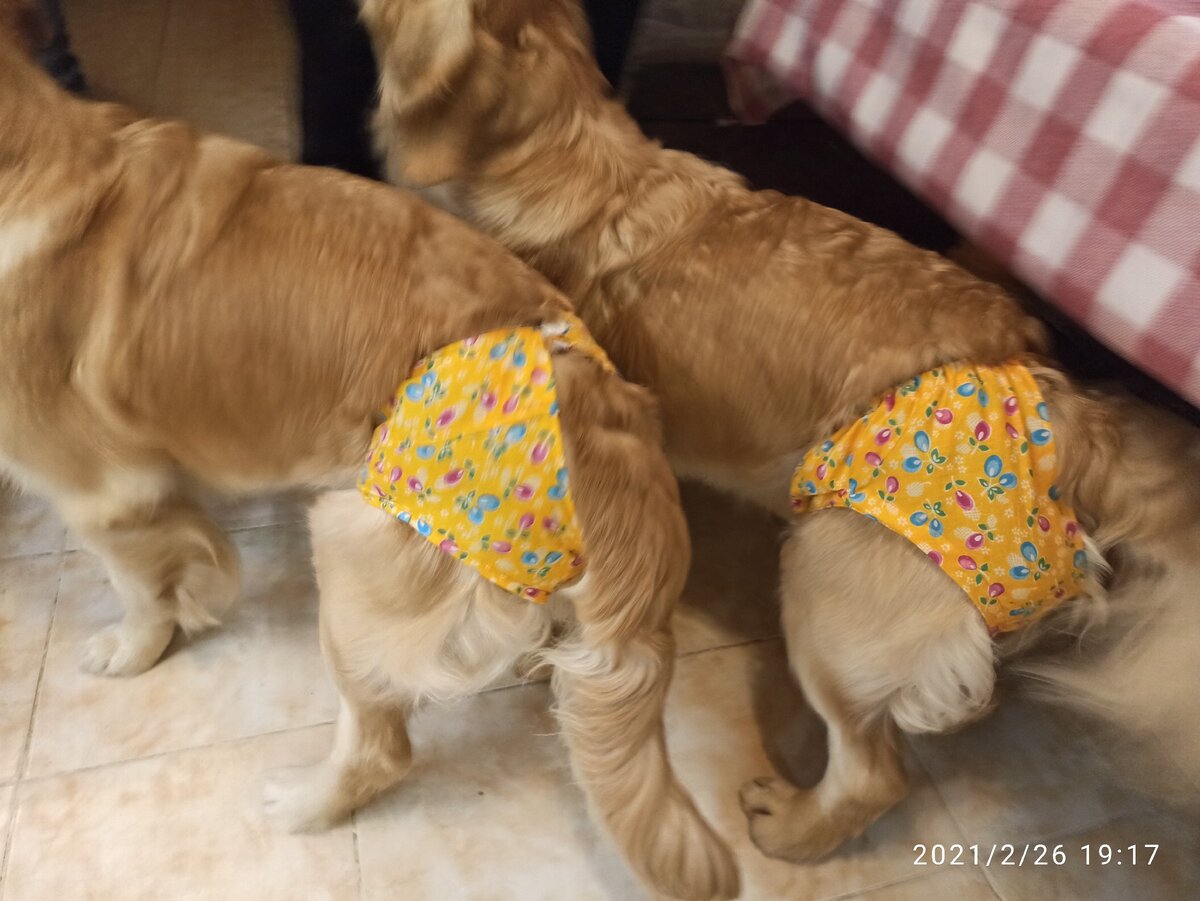 Две сестрицы в подарках