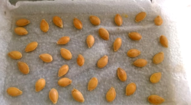 Проращивание семян (фото https://organic-vegetables-lovers.blogspot.com)