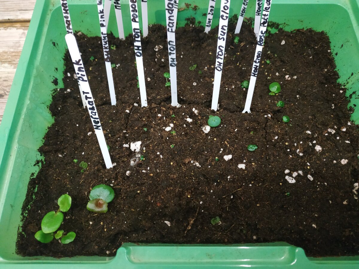 22 января, всходы смешные, но и это результат